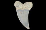 Fossil Shark (Carcharodon planus) Tooth - Sharktooth Hill, CA #94675-1